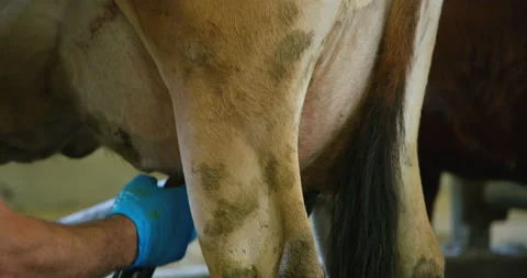 Farmer installing the milking machine milk collector on the tests of a cow Stock Footage 165268897
