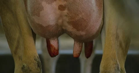 Farmer installing the milking machine milk collector on the tests of a cow - Stock Footage 165272711