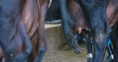 Farmer installing the milking machine milk collector on the tests of a cow - Vídeo Stock 165273367