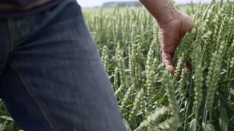 Farmer interacting with his crop Stock Footage