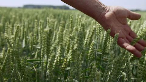 Farmer interacting with his crop Stock Footage 144844448
