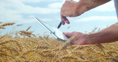 Farmer investigates wheat yield using digital technologies and artificial 動画素材 303431612