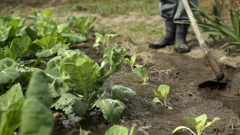 Farmer irrigates cabbage crop using old flood irrigation method Stock Footage 141161141