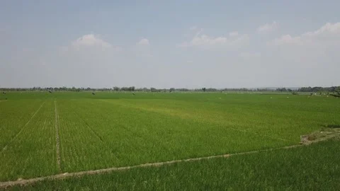 The farmer irrigates his fields Video stock 130212418