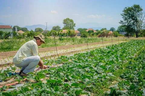 Farmer irrigation fields of cabbage Stock Photos