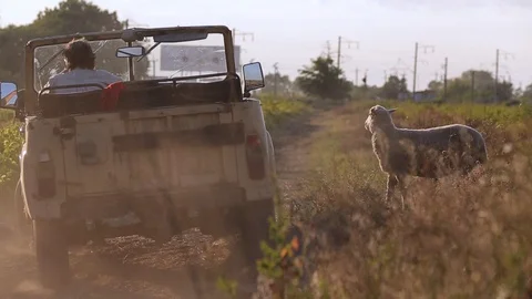 Farmer on jeep at grape fields Vidéo 89576904