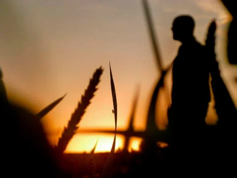 Farmer John Silhouette Stock Photos