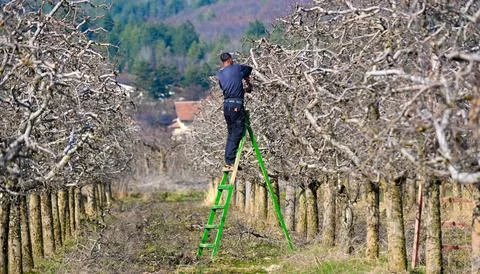 Farmer on a ladder pruning apple tree on a sunny winter day. Stock Photos
