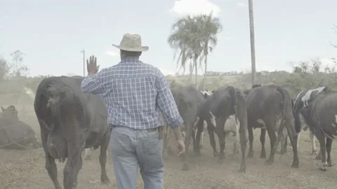 Farmer leading a herd of cows. Vídeo Stock 131882458