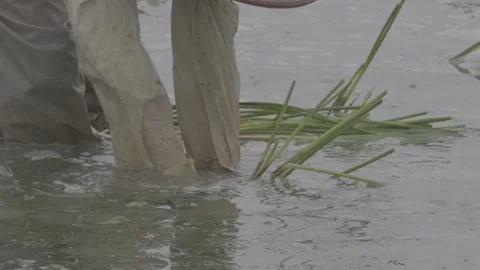 Farmer legs and hands working in water planting water chestnut Stock-Footage 343580097