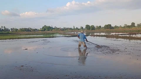 Farmer Leveling Flooded Rice Field on Cool Afternoon in Vietnam Stock Footage 336911293