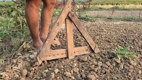 Farmer Leveling Soil With Wooden Triangular Tool Barefoot Field Preparation Shot Vídeo Stock 343544081