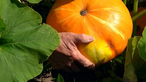 Farmer is lifting up and checking fresh growing pumpkin. Slow motion Видео 94896892