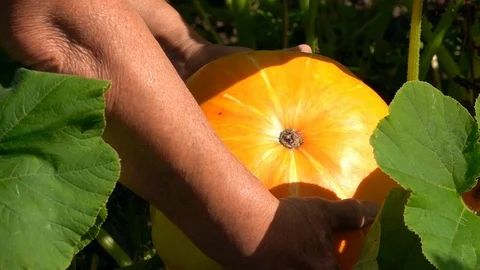 Farmer is lifting up and checking fresh growing pumpkin in extreme slow motion. 库存影片 96100296