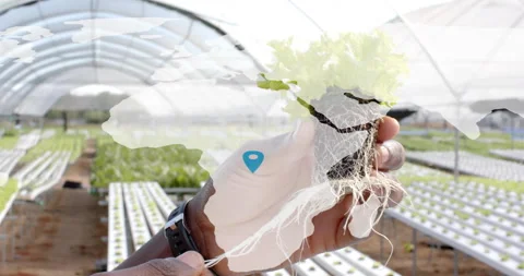 Farmer lifting hydroponic lettuce seedling initiating map pins, tugging root Stock Footage 314735059