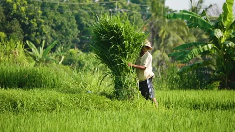 Farmer Lifts Grass Bundle, Bali Stock Footage 147299355
