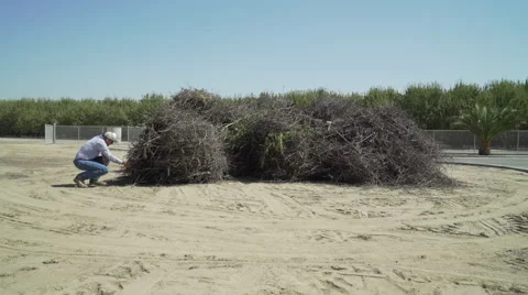 Farmer lights fire almond branches sticks in dirt field Stock-Footage 67599680