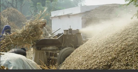 A  farmer loading dry bajra stalks into a grain-threshing machine . Stock Footage 118048748