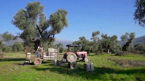 Farmer loading olive crates onto a tractor trailer in Turkey - Dec 18, 2022 Stock Footage 327024212