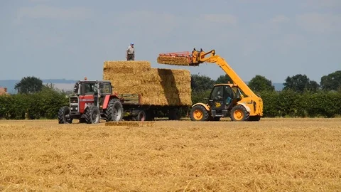 Farmer loading straw bales onto trailer at harvest time ellerton yorkshire uk Stock Footage 77405538
