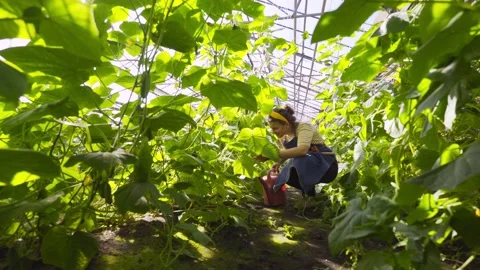 Farmer in long apron waters cucumbers in greenhouse Video stock 148020682