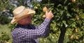 Farmer Look Checking Pear Tree Picking Fruits Fall Harvest Season Orchard Garden 4k or 4k+ Resolution