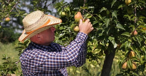 Farmer Look Checking Pear Tree Picking Fruits Fall Harvest Season Orchard Garden 스톡 동영상 54659887