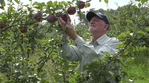 Farmer looking at apples on apple tree, wide shot Video stock 55268565