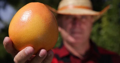 Farmer Looking with Careful to a Grapefruit Observing Fruit Quality Stock Footage 102259501