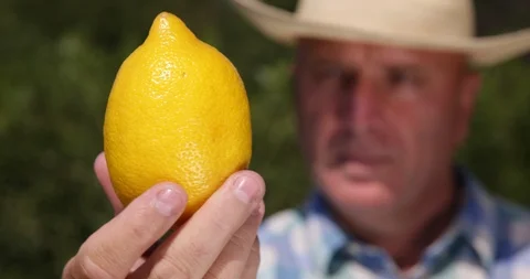 Farmer Looking with Careful to a Lemon Observing Fruit Quality Stock Footage 102259489