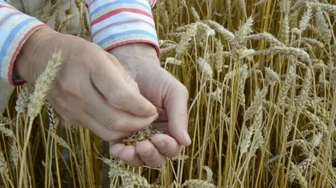 Farmer  looking crop grain  condition Stock Footage 11716700