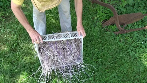 Farmer looking forget potato with sprouts from cellar Stock Footage 79234777