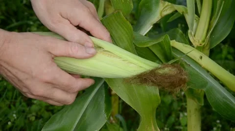 Farmer looking fresh corn cob condition Stock-Footage 11937524