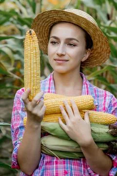 Farmer looking at the germination of young corn in the field. Analyzes this y Stock Photos