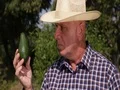 Farmer Looking to a Green Avocado Healthy Salad Ingredient Vegetarian Diet 4k or 4k+ Resolution