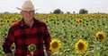 Farmer Looking Proud in a TV Presentation for His Best Sunflower Plantation 4k or 4k+ Resolution