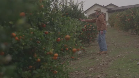 Farmer Looking Through Orange Orchard Vídeo Stock 270336191