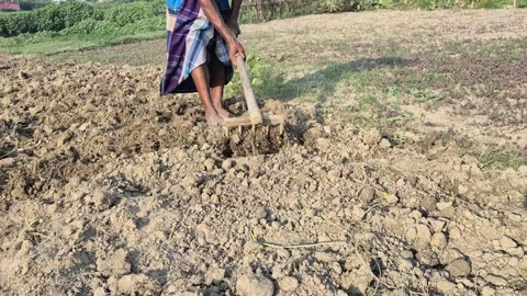 Farmer Loosening Soil Using Iron Tooth Rake Bangladesh Stock Footage 339640664