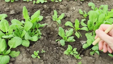 A farmer loosens the soil in a plot with green spinach. Vídeos de archivo 178914434