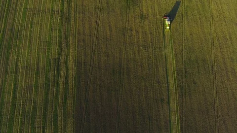 Farmer machine is working on a wheat field, harvesting. 4K. Video stock 115323333