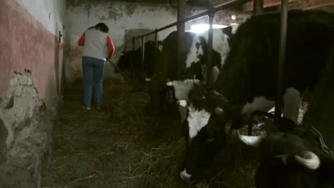 Farmer Makes Hay for Cows in Barn with Fork Stock Footage 260471554