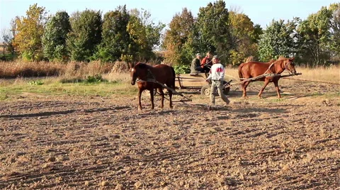 Farmer makes a horse Stock Footage 54053351