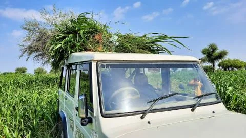 Farmer making bundle of green grass for cattle feed on vehicle 스톡 사진