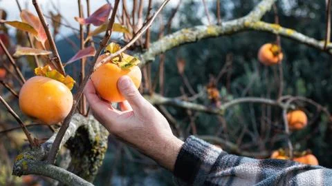 Farmer making the collection of persimmon. Agriculture. Stock Photos
