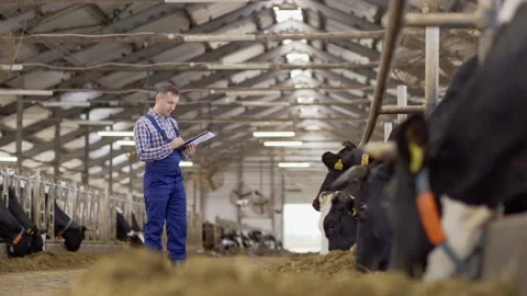 Farmer making notes in farm cowshed Stock Footage 140996986
