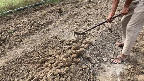 Farmer Making Raised Beds in Field with Shovel for Irrigation Preparation Видео 319977982