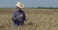 Farmer Male Examining Wheat Culture Check Quality Satisfaction Analyze Raw Crop 4k or 4k+ Resolution