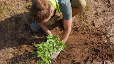 A farmer man activist in work gloves planted a tree, sprinkled it with earth and Stock Footage 221539121