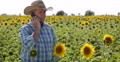 Farmer Man Agriculture Industry Phone Mobile Talk Sunflower Crop Grow Situation 4k or 4k+ Resolution
