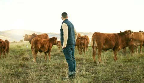 Farmer, man and cattle farm with animal walk, relax and feeding on grass field Stock Photos